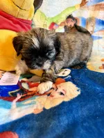 Xing, a female Shih Tzu for sale in New Port Richey, FL – Photo 7 of 7