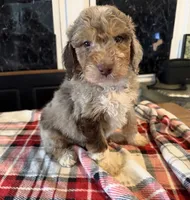Baela, a female Aussiedoodle and Poodle - Standard  for sale in New Port Richey, FL – 4 of 4