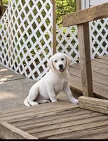 Viviana , a female Golden Retriever and English Cream Golden Retriever for sale in New Port Richey, FL – 2 of 3