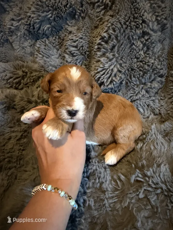 Ezra – Miniature Goldendoodle puppy for sale in New Port Richey, FL
