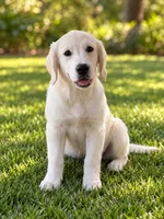 Viviana , a female Golden Retriever and English Cream Golden Retriever for sale in New Port Richey, FL – 1 of 3