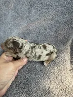 Issac, a male Cockapoo for sale in New Port Richey, FL – Photo 7 of 8