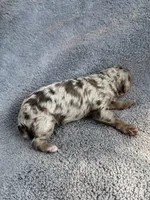 Issac, a male Cockapoo for sale in New Port Richey, FL – Photo 4 of 8