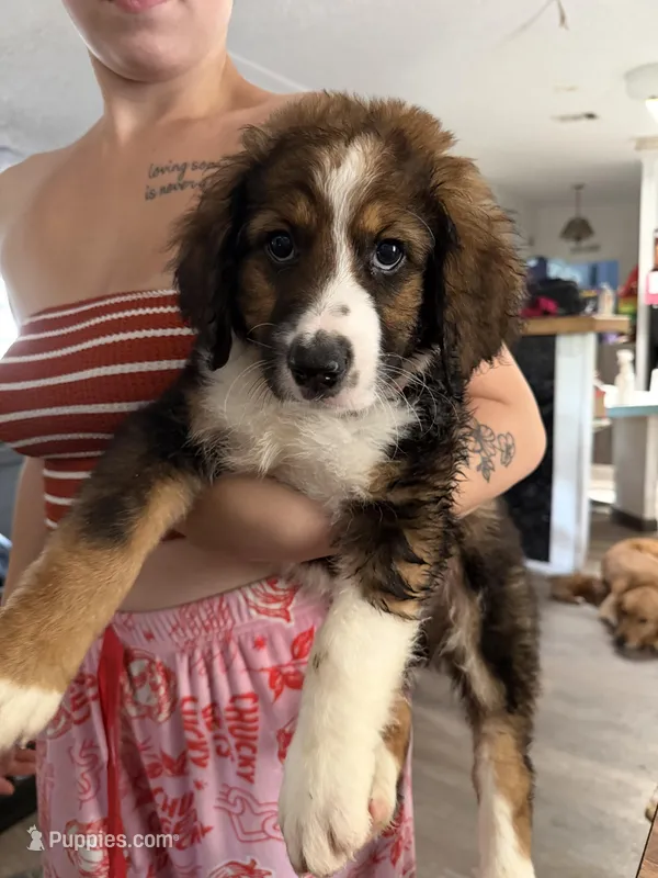 Quest – Bernedoodle puppy for sale in New Port Richey, FL