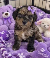 Taylah Micro Mini, a female Miniature Bernedoodle for sale in New Port Richey, FL – 4 of 7