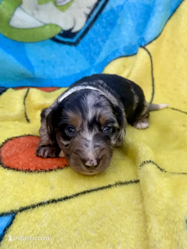Fernando – Miniature Dachshund puppy for sale in New Port Richey, FL