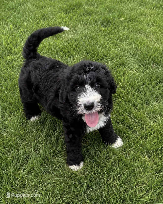 Rogan – Bernedoodle puppy for sale in New Port Richey, FL