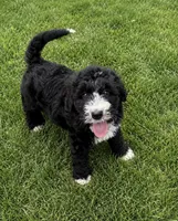 Rogan, a male Bernedoodle for sale in New Port Richey, FL – 1 of 1