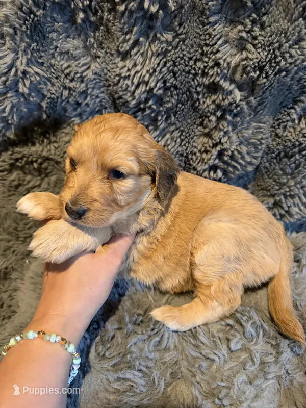 Bree – Aussiedoodle, Poodle - Standard  puppy for sale in New Port Richey, FL