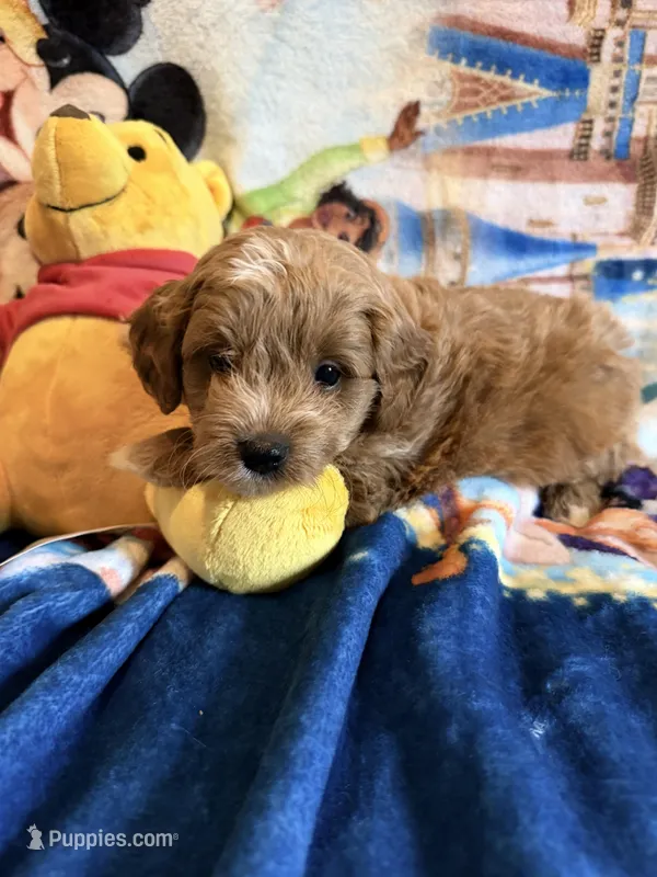 Viper – Miniature Goldendoodle puppy for sale in New Port Richey, FL