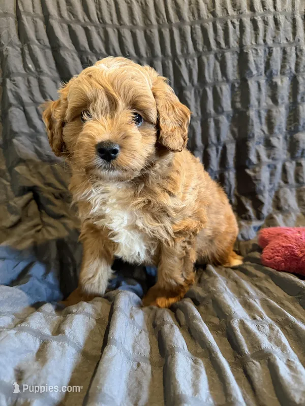 Viper – Miniature Goldendoodle puppy for sale in New Port Richey, FL
