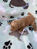 processed/c4e36716-89f0-4c47-ba05-c650dec672a0/listing/1f34a400-1b43-4100-a75f-862f3a8cbee3/ecfe2842-b6fb-4031-a149-6d5bce54b1ea