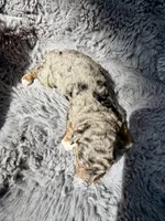 Cato F1bb, a male Miniature Bernedoodle for sale in New Port Richey, FL – Photo 6 of 10