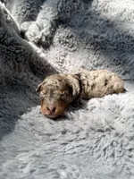 Cato F1bb, a male Miniature Bernedoodle for sale in New Port Richey, FL – Photo 7 of 10