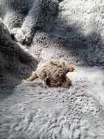 Cato F1bb, a male Miniature Bernedoodle for sale in New Port Richey, FL – Photo 8 of 10