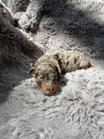 Cato F1bb, a male Miniature Bernedoodle for sale in New Port Richey, FL – Photo 5 of 10