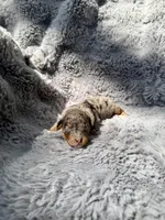 Cato F1bb, a male Miniature Bernedoodle for sale in New Port Richey, FL – Photo 9 of 10