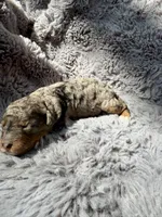 Cato F1bb, a male Miniature Bernedoodle for sale in New Port Richey, FL – Photo 3 of 10