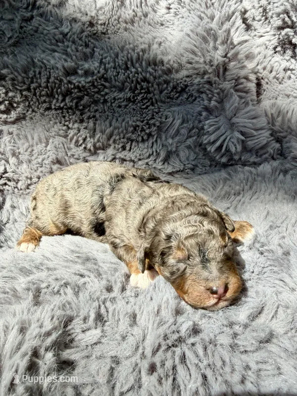 Cato F1bb – Miniature Bernedoodle puppy for sale in New Port Richey, FL