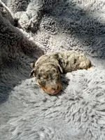 Cato F1bb, a male Miniature Bernedoodle for sale in New Port Richey, FL – Photo 4 of 10