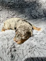 Cato F1bb, a male Miniature Bernedoodle for sale in New Port Richey, FL – Photo 2 of 10