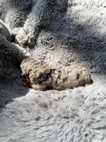 Cato F1bb, a male Miniature Bernedoodle for sale in New Port Richey, FL – Photo 10 of 10