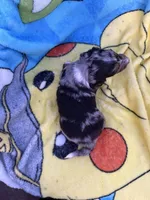 Fernando, a male Miniature Dachshund for sale in New Port Richey, FL – 9 of 9