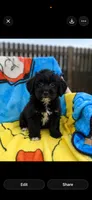Karter, a male Yorkipoo and Poodle - Toy  for sale in New Port Richey, FL – 2 of 3