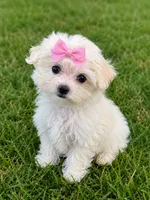 Leah Tcup, a female Maltese for sale in New Port Richey, FL – 3 of 3