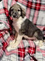 Serena F1, a female Aussiedoodle for sale in New Port Richey, FL – Photo 4 of 9