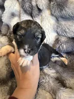 Serena, a female Aussiedoodle for sale in New Port Richey, FL – Photo 1 of 5