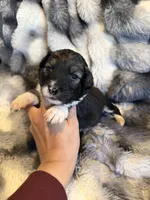 Serena, a female Aussiedoodle for sale in New Port Richey, FL – Photo 4 of 5