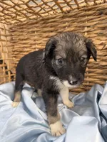 Serena F1, a female Aussiedoodle for sale in New Port Richey, FL – Photo 1 of 6