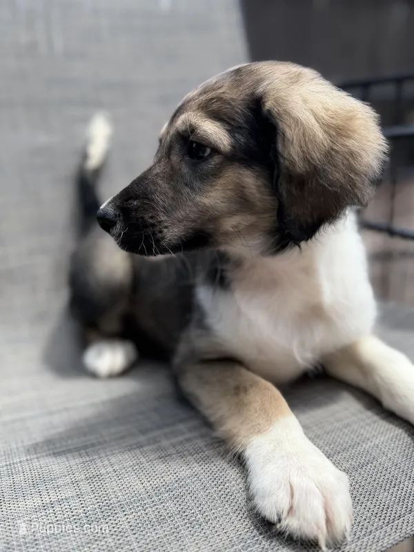 Serena F1 – Aussiedoodle puppy for sale in New Port Richey, FL