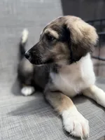 Serena F1, a female Aussiedoodle for sale in New Port Richey, FL – Photo 1 of 9