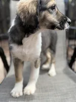 Serena F1, a female Aussiedoodle for sale in New Port Richey, FL – Photo 8 of 9