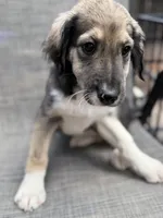 Serena F1, a female Aussiedoodle for sale in New Port Richey, FL – Photo 7 of 9