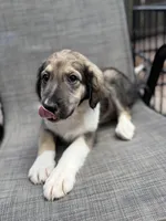 Serena F1, a female Aussiedoodle for sale in New Port Richey, FL – Photo 9 of 9