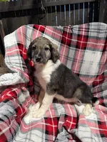 Serena F1, a female Aussiedoodle for sale in New Port Richey, FL – Photo 3 of 9