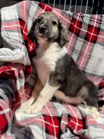 Serena F1, a female Aussiedoodle for sale in New Port Richey, FL – Photo 5 of 9