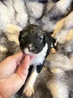 Serena, a female Aussiedoodle for sale in New Port Richey, FL – Photo 2 of 5