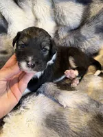 Serena, a female Aussiedoodle for sale in New Port Richey, FL – Photo 3 of 5