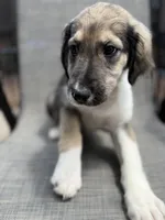 Serena F1, a female Aussiedoodle for sale in New Port Richey, FL – Photo 6 of 9