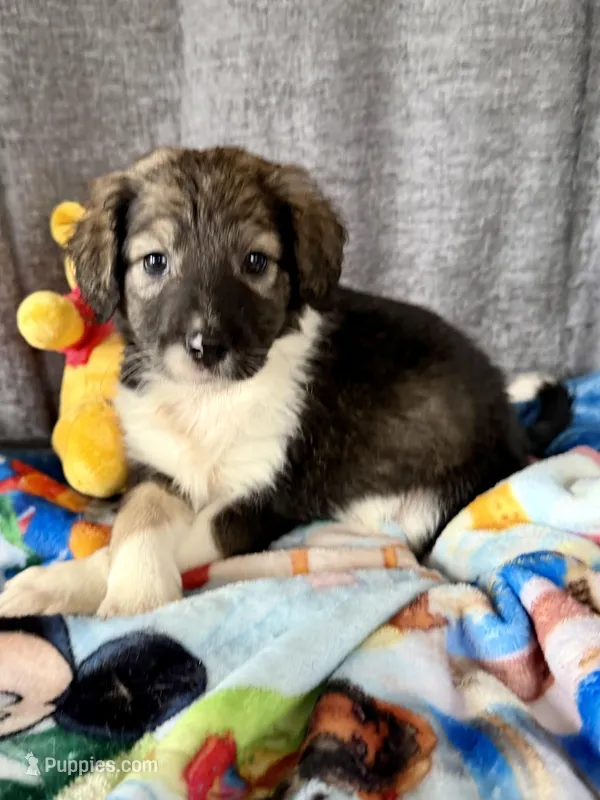 Serena F1 – Aussiedoodle puppy for sale in New Port Richey, FL