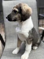 Serena F1, a female Aussiedoodle for sale in New Port Richey, FL – Photo 2 of 9