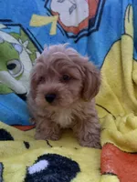 Kash, a male Yorkipoo and Poodle - Toy  for sale in New Port Richey, FL – 5 of 9