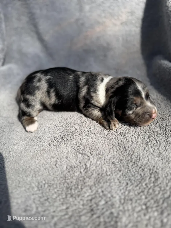 Fernando – Miniature Dachshund puppy for sale in New Port Richey, FL