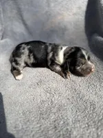 Fernando, a male Miniature Dachshund for sale in New Port Richey, FL – 1 of 10