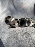 Fernando, a male Miniature Dachshund for sale in New Port Richey, FL – 5 of 10