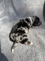 Fernando, a male Miniature Dachshund for sale in New Port Richey, FL – 10 of 10